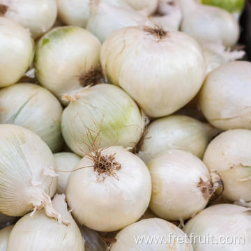 High Quality Fresh Onions